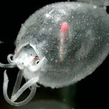 Fotoshow: Kraken - Bild 6