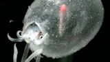 Fotoshow: Kraken - Bild 6