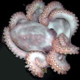 Fotoshow: Kraken - Bild 7