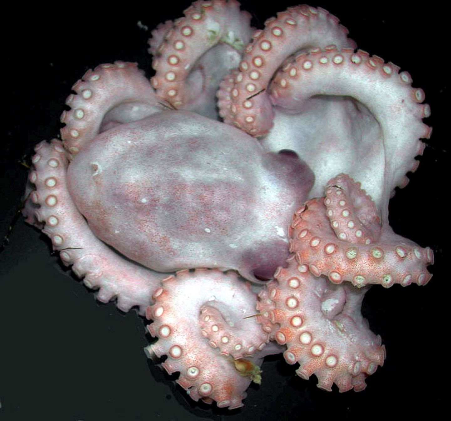 Fotoshow: Kraken - Bild 7