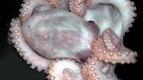 Fotoshow: Kraken - Bild 7