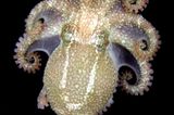 Fotoshow: Kraken - Bild 8