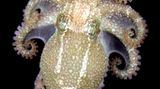 Fotoshow: Kraken - Bild 8