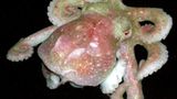 Fotoshow: Kraken - Bild 9