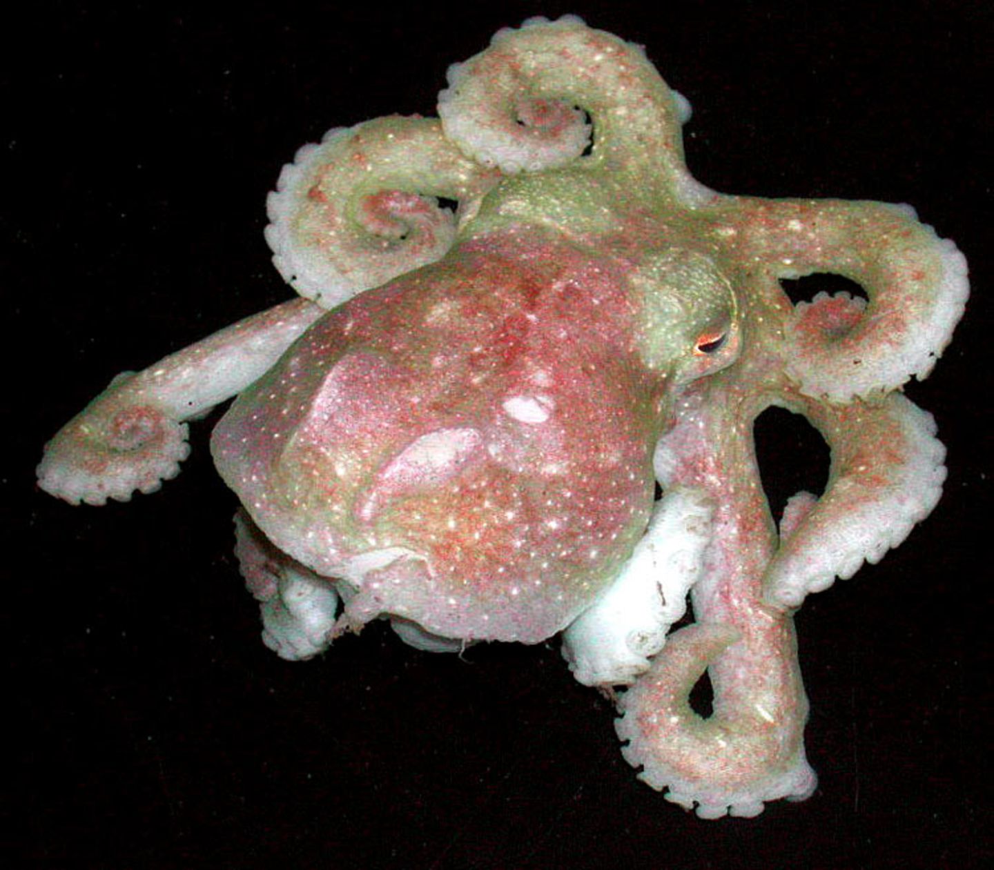 Fotoshow: Kraken - Bild 9