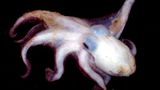 Fotoshow: Kraken - Bild 10