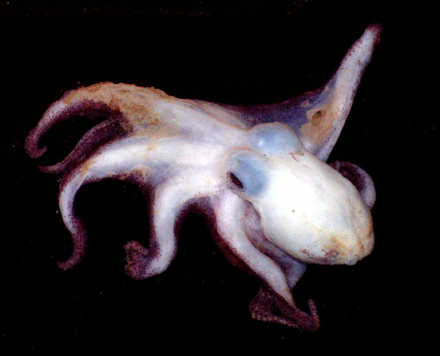Fotoshow: Kraken - Bild 10