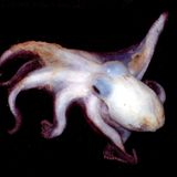 Fotoshow: Kraken - Bild 10