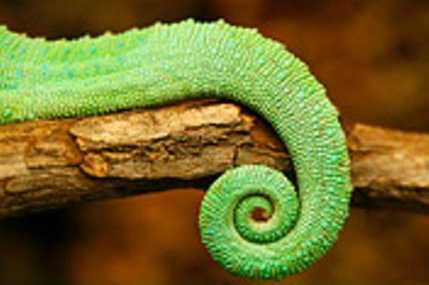 Das User-Bild des Tages - April 2007