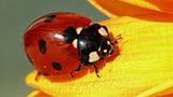 Das User-Bild des Tages - April 2007 - Bild 5