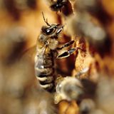 Das User-Bild des Tages - April 2007 - Bild 11