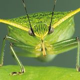 Fotoshow: Von der Schönheit der Wanzen