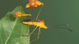 Fotoshow: Von der Schönheit der Wanzen - Bild 2