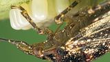 Fotoshow: Von der Schönheit der Wanzen - Bild 5