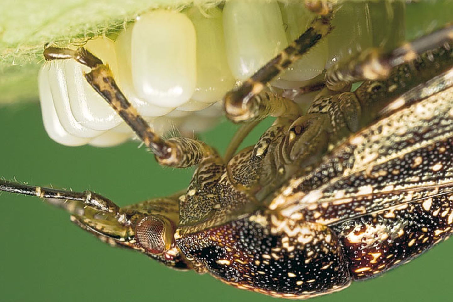 Fotoshow: Von der Schönheit der Wanzen - Bild 5
