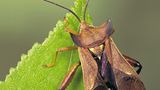 Fotoshow: Von der Schönheit der Wanzen - Bild 6