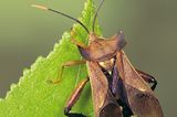 Fotoshow: Von der Schönheit der Wanzen - Bild 6