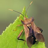 Fotoshow: Von der Schönheit der Wanzen - Bild 6