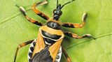 Fotoshow: Von der Schönheit der Wanzen - Bild 7