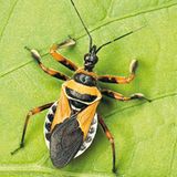Fotoshow: Von der Schönheit der Wanzen - Bild 7