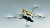 Fotoshow: Von der Schönheit der Wanzen - Bild 8