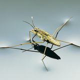 Fotoshow: Von der Schönheit der Wanzen - Bild 8