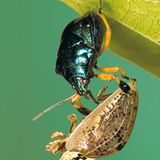 Fotoshow: Von der Schönheit der Wanzen - Bild 9