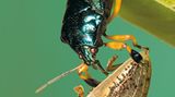 Fotoshow: Von der Schönheit der Wanzen - Bild 9