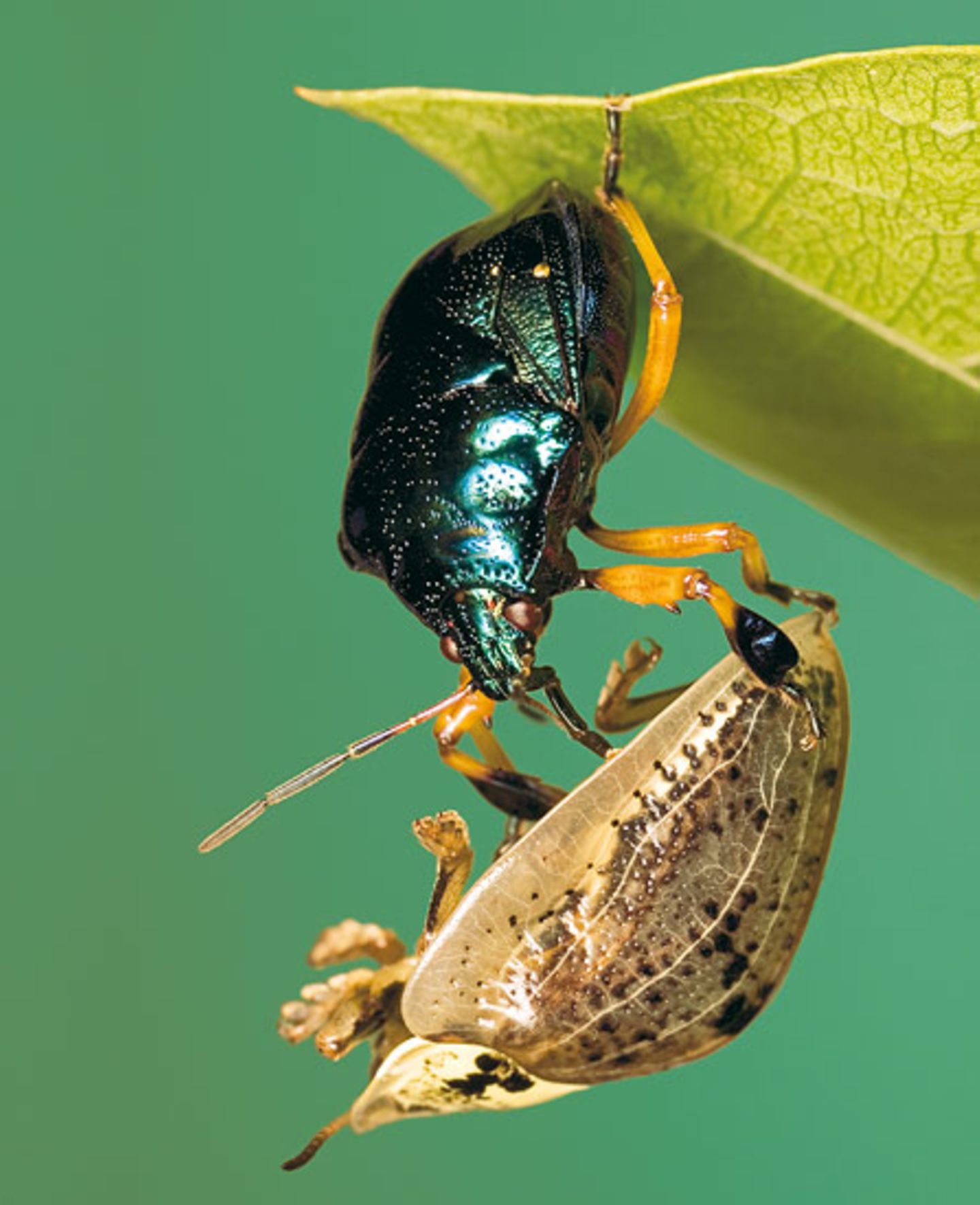 Fotoshow: Von der Schönheit der Wanzen - Bild 9