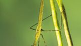 Fotoshow: Von der Schönheit der Wanzen - Bild 10