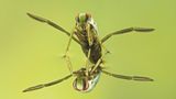 Fotoshow: Von der Schönheit der Wanzen - Bild 11