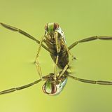 Fotoshow: Von der Schönheit der Wanzen - Bild 11