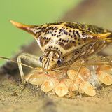 Fotoshow: Von der Schönheit der Wanzen - Bild 12