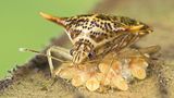 Fotoshow: Von der Schönheit der Wanzen - Bild 12