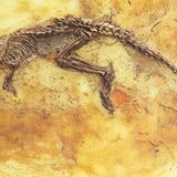 Grube Messel: Fenster in die Vergangenheit