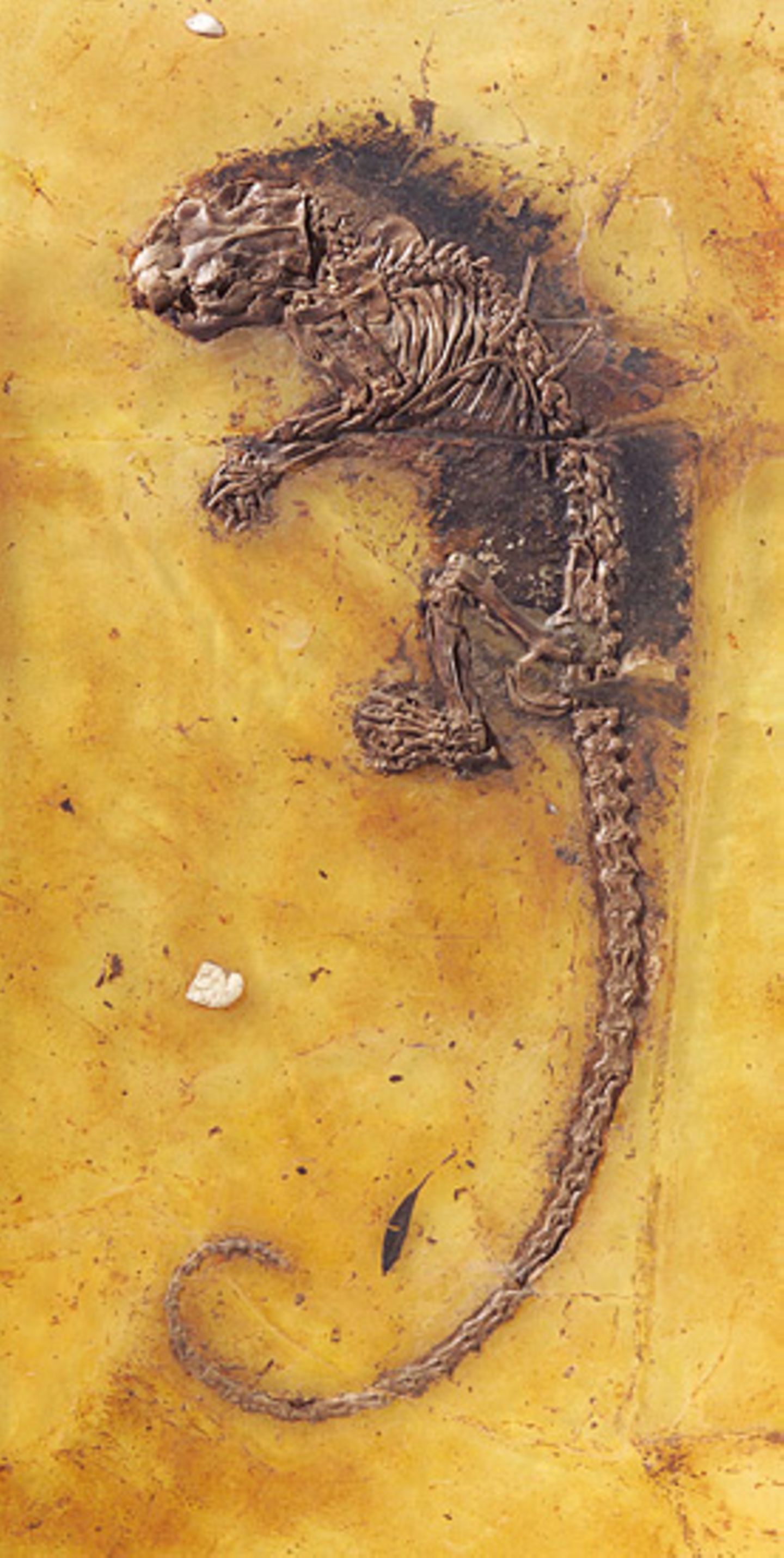Grube Messel: Fenster in die Vergangenheit - Bild 2