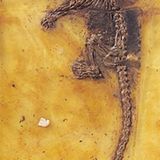 Grube Messel: Fenster in die Vergangenheit - Bild 2