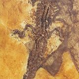 Grube Messel: Fenster in die Vergangenheit - Bild 3