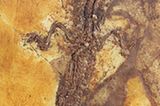 Grube Messel: Fenster in die Vergangenheit - Bild 3