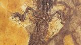 Grube Messel: Fenster in die Vergangenheit - Bild 3
