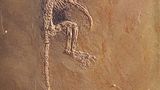 Grube Messel: Fenster in die Vergangenheit - Bild 4