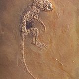 Grube Messel: Fenster in die Vergangenheit - Bild 4