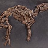 Grube Messel: Fenster in die Vergangenheit - Bild 5