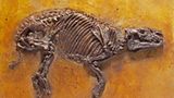 Grube Messel: Fenster in die Vergangenheit - Bild 7