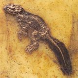 Grube Messel: Fenster in die Vergangenheit - Bild 8