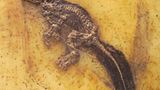 Grube Messel: Fenster in die Vergangenheit - Bild 8