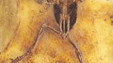 Grube Messel: Fenster in die Vergangenheit - Bild 9