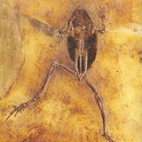 Grube Messel: Fenster in die Vergangenheit - Bild 9