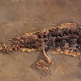 Grube Messel: Fenster in die Vergangenheit - Bild 12