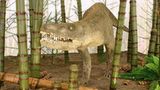 Dinosaurier - Erfolgsmodelle der Evolution